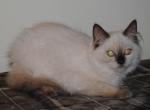 Primrose Cherubim Ragdoll - Ragdoll Kitten For Sale - Shippensburg&comma; PA&comma; US
