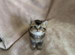 Emma - Scottish Straight Kitten For Sale - Palatine&comma; IL&comma; US