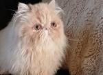 PRICE REDUCED SWEET GENTLE exotic longhair boy - Persian Kitten For Sale - PA&comma; US