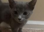 Kitty Russian Blues - Russian Blue Kitten For Sale - Charlotte&comma; NC&comma; US