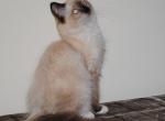 Parker - Ragdoll Kitten For Sale - Shippensburg&comma; PA&comma; US