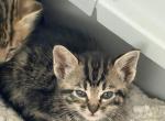 kitten - Bengal Kitten For Sale - Auburn&comma; WA&comma; US