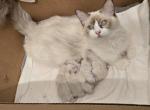 Baby ragdolls - Ragdoll Kitten For Sale - Sarasota&comma; FL&comma; US