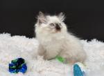 Seal Point - Ragdoll Kitten For Sale - Okemah&comma; OK&comma; US