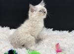 Blue Point - Ragdoll Kitten For Sale - Okemah&comma; OK&comma; US