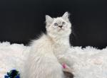 Lynx Point - Ragdoll Kitten For Sale - Okemah&comma; OK&comma; US
