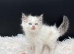 Blue Bicolor - Ragdoll Kitten For Sale - Okemah&comma; OK&comma; US