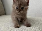 Bunny - Scottish Fold Kitten For Sale - Jacksonville&comma; FL&comma; US