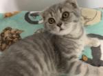 Buddy - Scottish Fold Kitten For Sale - Levittown&comma; PA&comma; US