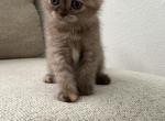 Nelly - Scottish Straight Kitten For Sale - Jacksonville&comma; FL&comma; US