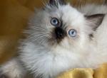 Mel - Himalayan Kitten For Sale - Rockford&comma; IL&comma; US