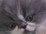 Koky - Persian Kitten For Sale - Manhattan Beach&comma; CA&comma; US