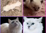 Kats ravishing ragdolls litters - Ragdoll Kitten For Sale - Lancaster&comma; PA&comma; US