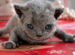 Oscar - Devon Rex Kitten For Sale - P J S&comma; NY&comma; US