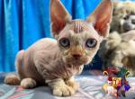 Uno - Devon Rex Kitten For Sale - 