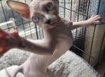 Sookie - Sphynx Kitten For Sale - Union City&comma; NJ&comma; US