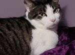 Jerry - Domestic Cat For Adoption - Akron&comma; OH&comma; US