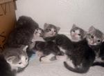 Tabby Tuxedo Litter - Domestic Kitten For Sale - Los Angeles&comma; CA&comma; US