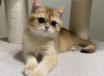 Archie - British Shorthair Kitten For Sale - Houston&comma; TX&comma; US
