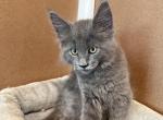 Max - Maine Coon Kitten For Sale - Wilmington&comma; DE&comma; US