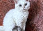 Lowe - Selkirk Rex Kitten For Sale - NM&comma; US