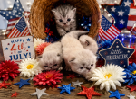 Purr babies fairyland - Persian Kitten For Sale - Spruce Pine&comma; NC&comma; US