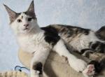 Spot - Maine Coon Kitten For Sale - Pearland&comma; TX&comma; US