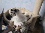 Patches - Maine Coon Kitten For Sale - Pearland&comma; TX&comma; US