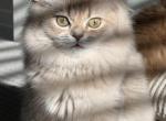 Clara lilac golden - British Shorthair Kitten For Sale - Matthews&comma; NC&comma; US