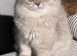 Clara lilac golden - British Shorthair Kitten For Sale - Matthews&comma; NC&comma; US