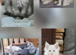 Litter T - Maine Coon Kitten For Sale - Jasper&comma; GA&comma; US