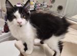 Shakeira - Maine Coon Kitten For Sale - Germantown&comma; MD&comma; US
