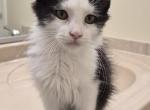 Shane - Maine Coon Kitten For Sale - Germantown&comma; MD&comma; US
