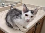 Saint - Maine Coon Kitten For Sale - Germantown&comma; MD&comma; US