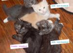 Munchkins Coming Soon - Munchkin Kitten For Sale - Statesville&comma; NC&comma; US