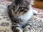 Fluffy - Maine Coon Kitten For Sale - GA&comma; US