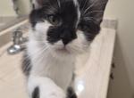 Sugar - Maine Coon Kitten For Sale - Germantown&comma; MD&comma; US
