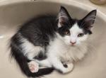 Spice - Maine Coon Kitten For Sale - Germantown&comma; MD&comma; US