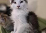 Sammy - Maine Coon Kitten For Sale - Germantown&comma; MD&comma; US