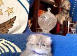 Harbor - Persian Kitten For Sale - Pensacola&comma; FL&comma; US