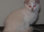 Remi Cherubim Ragdoll - Ragdoll Kitten For Sale - Shippensburg&comma; PA&comma; US