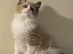 Robin Cherubim Ragdoll - Ragdoll Kitten For Sale - Shippensburg&comma; PA&comma; US