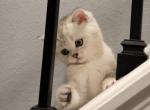 Tom - Scottish Straight Kitten For Sale - Commerce City&comma; CO&comma; US