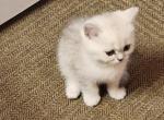 June - Scottish Straight Kitten For Sale - Commerce City&comma; CO&comma; US