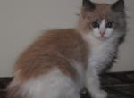 Rowen Cherubim Sale Pending - Ragdoll Kitten For Sale - Shippensburg&comma; PA&comma; US