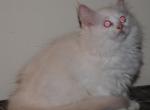 Rose - Ragdoll Kitten For Sale - Shippensburg&comma; PA&comma; US