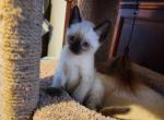 Siamese Female - Siamese Kitten For Sale - Willington&comma; CT&comma; US