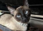 Nami - Siamese Cat For Adoption - ATL&comma; GA&comma; US