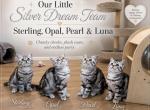 Black Silver Classic Tabby - British Shorthair Kitten For Sale - White Plains&comma; NY&comma; US