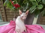Lilac kitten - Sphynx Kitten For Sale - Martinez&comma; GA&comma; US